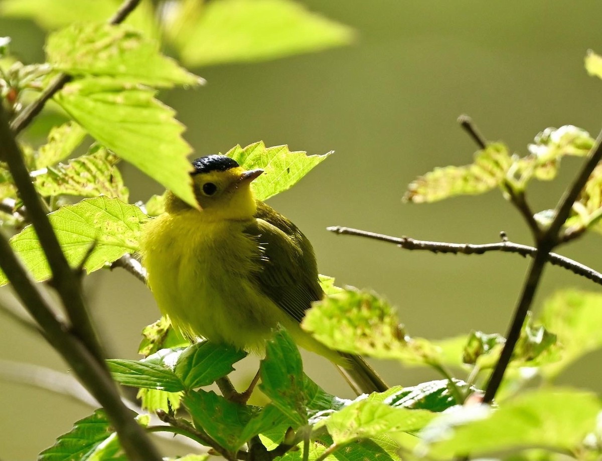 Wilson's Warbler - Yisi Lu