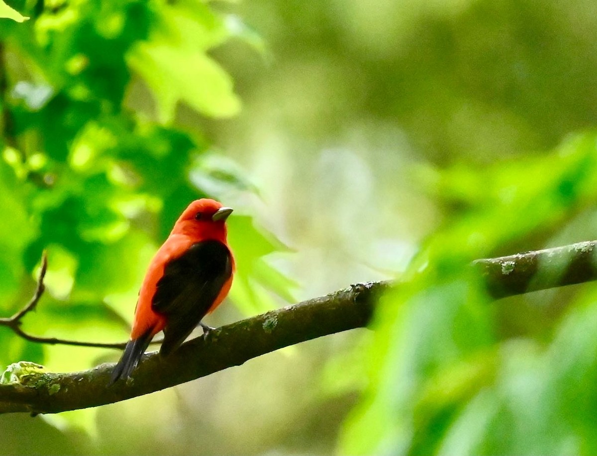 Scarlet Tanager - ML618866577