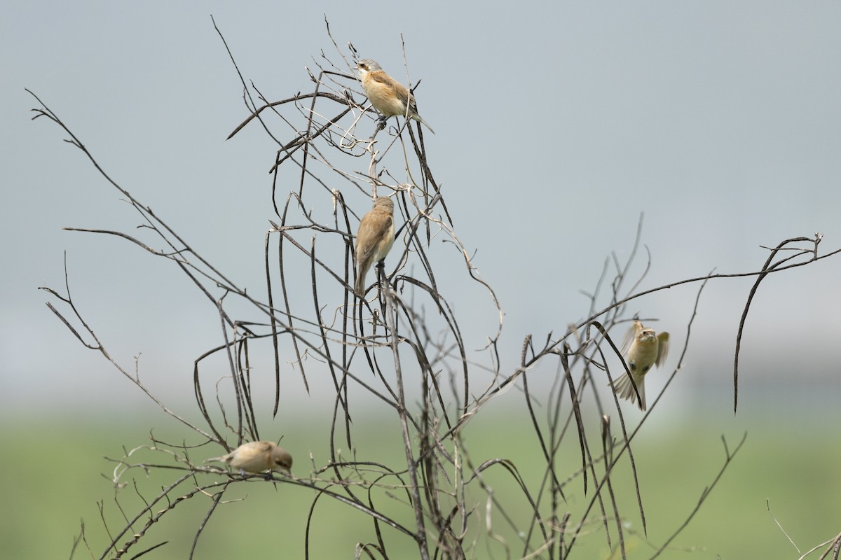 Chinese Penduline-Tit - 1an Wang