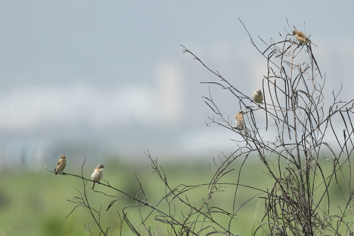 Chinese Penduline-Tit - 1an Wang