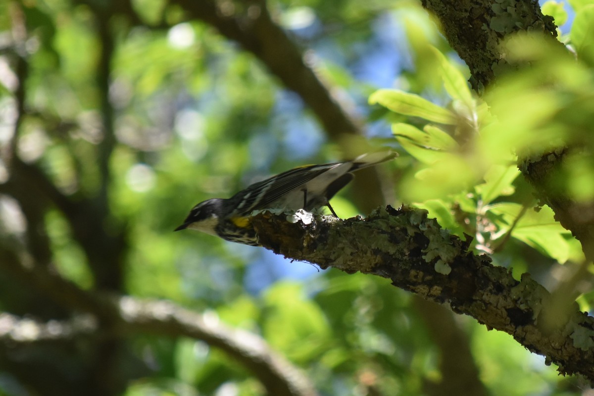 Yellow-rumped Warbler (Myrtle) - Joanna  Kane