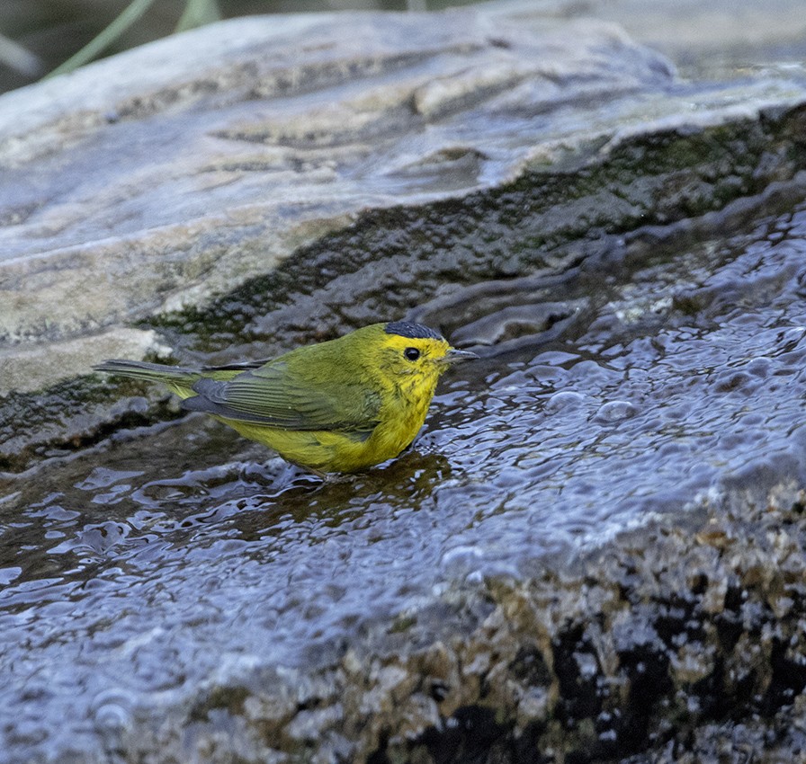 Wilson's Warbler - Arlene Ripley