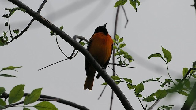 Baltimore Oriole - ML618866612