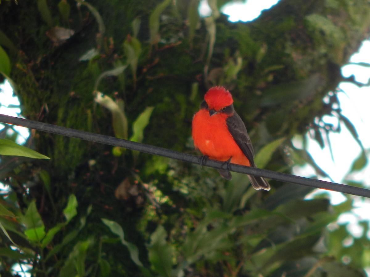 Vermilion Flycatcher - ML618866613