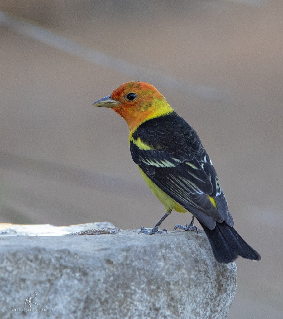 Western Tanager - ML618866615