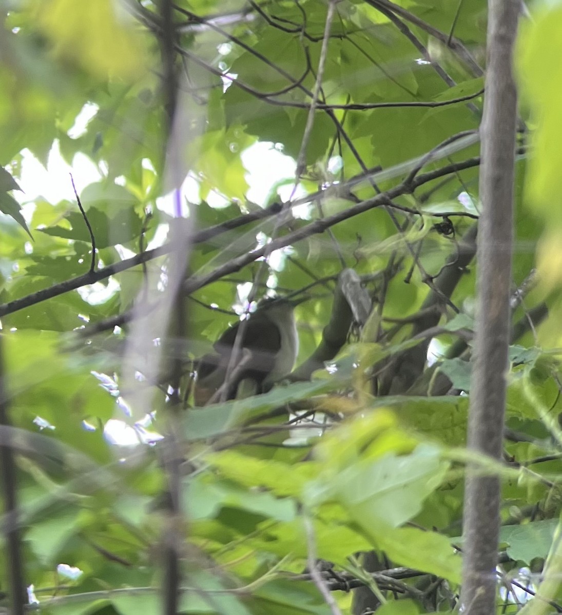 Black-billed Cuckoo - Carl Engstrom