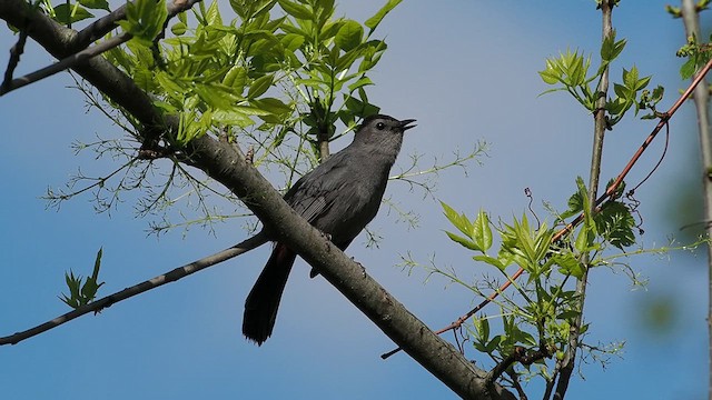 Кошачий пересмешник - ML618866622