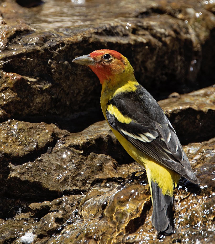 Western Tanager - ML618866624