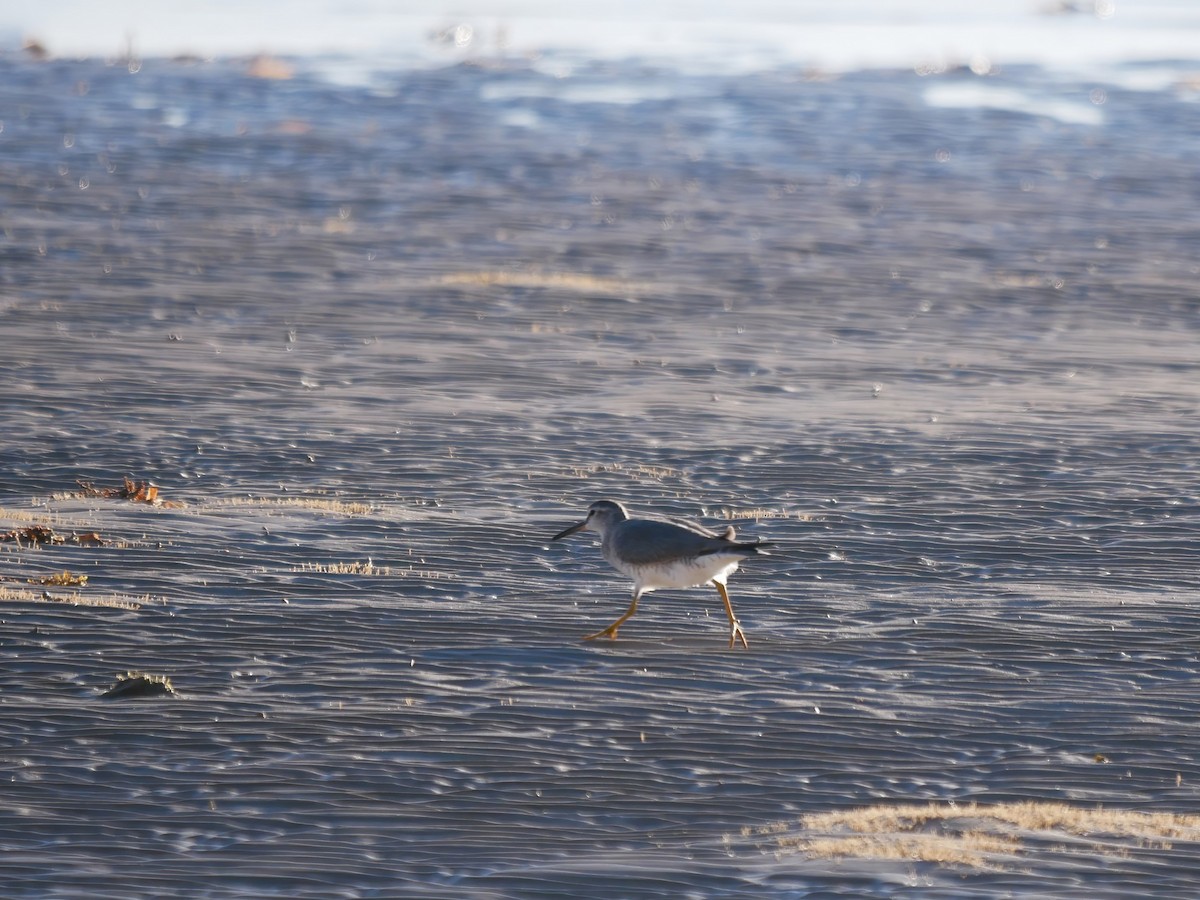 Gray-tailed Tattler - Shelley Altman