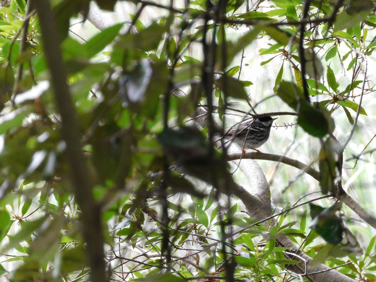 Blackpoll Warbler - Charles Chu