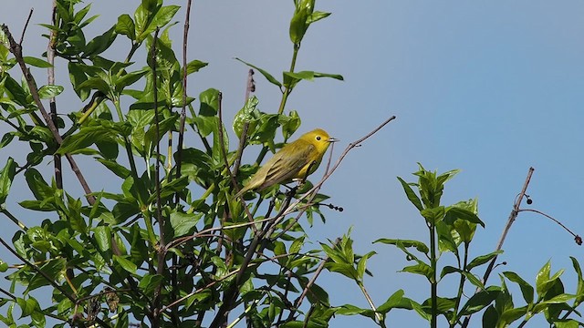 Yellow Warbler - ML618866666