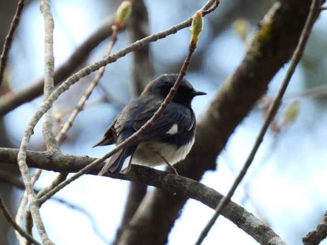 Black-throated Blue Warbler - Joe McGill