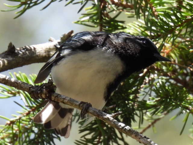 Black-throated Blue Warbler - Joe McGill