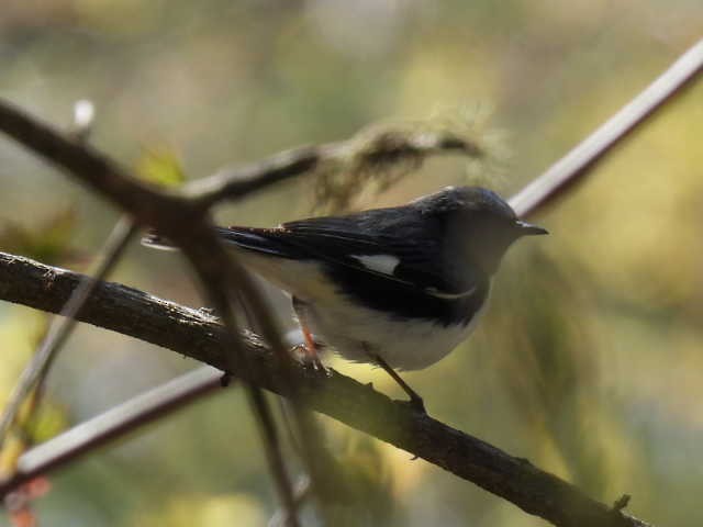 Black-throated Blue Warbler - ML618866671