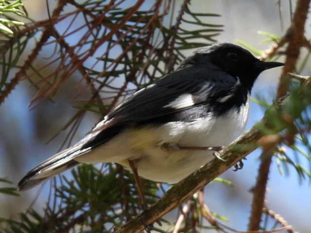 Black-throated Blue Warbler - Joseph McGill