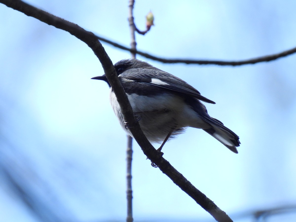 Black-throated Blue Warbler - Joe McGill