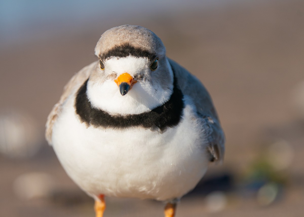 Piping Plover - Reiügi ß