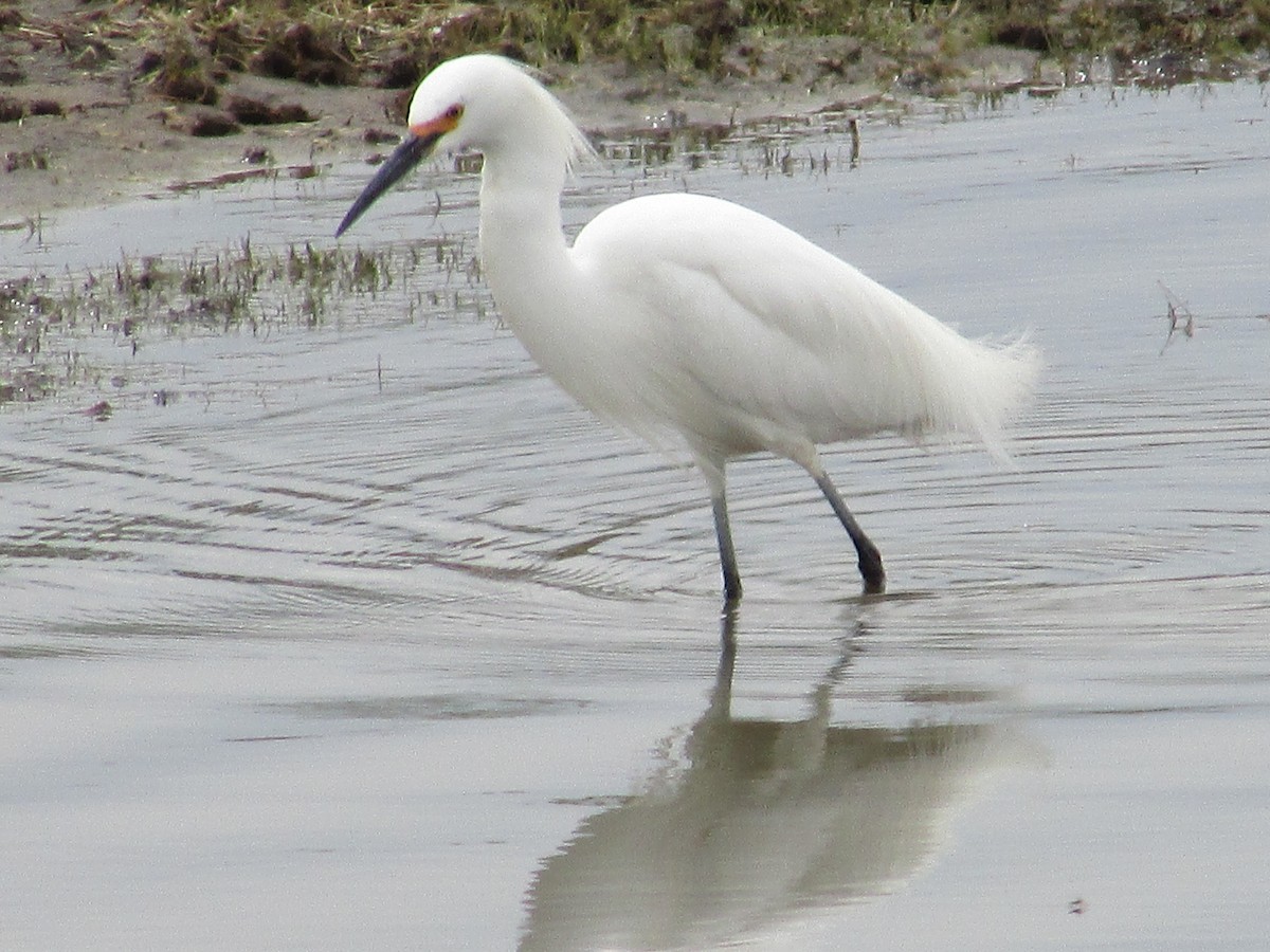 Snowy Egret - Felice  Lyons