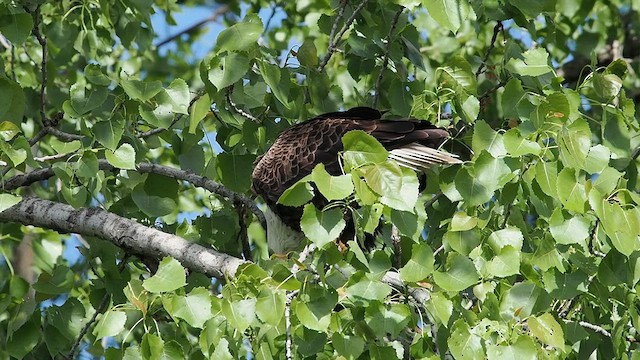 Bald Eagle - ML618866692