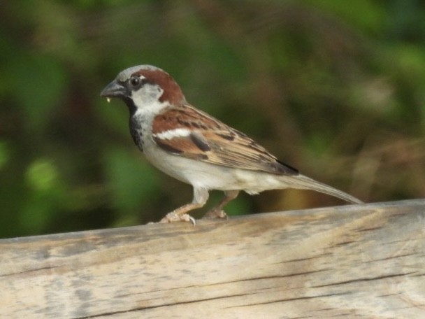 House Sparrow - Kathy Pourciau