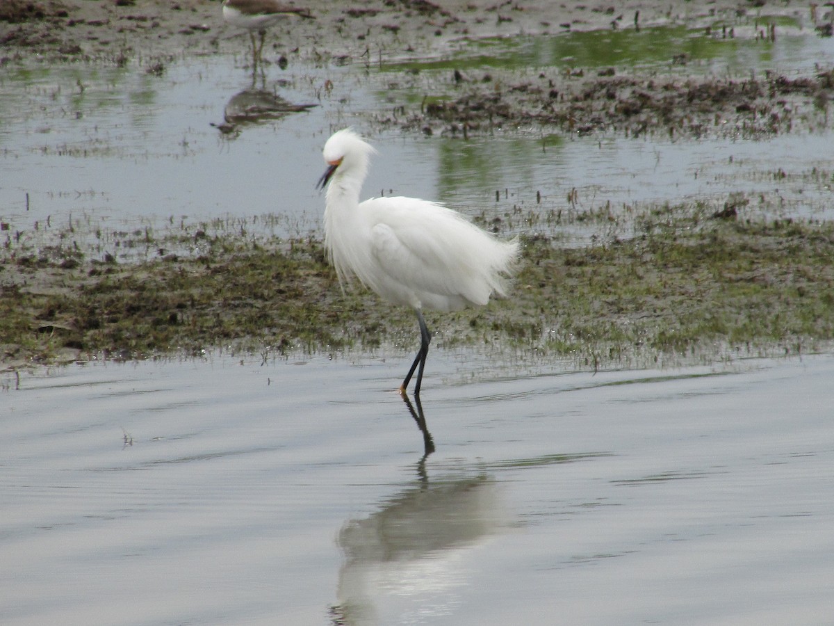 Snowy Egret - Felice  Lyons