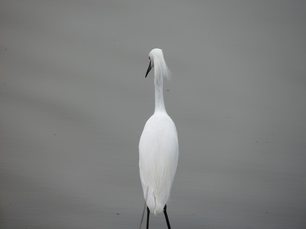 Snowy Egret - Felice  Lyons