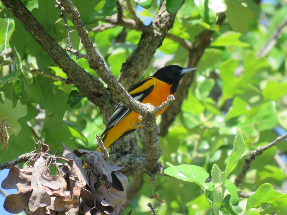 Baltimore Oriole - Sandy Flokstra