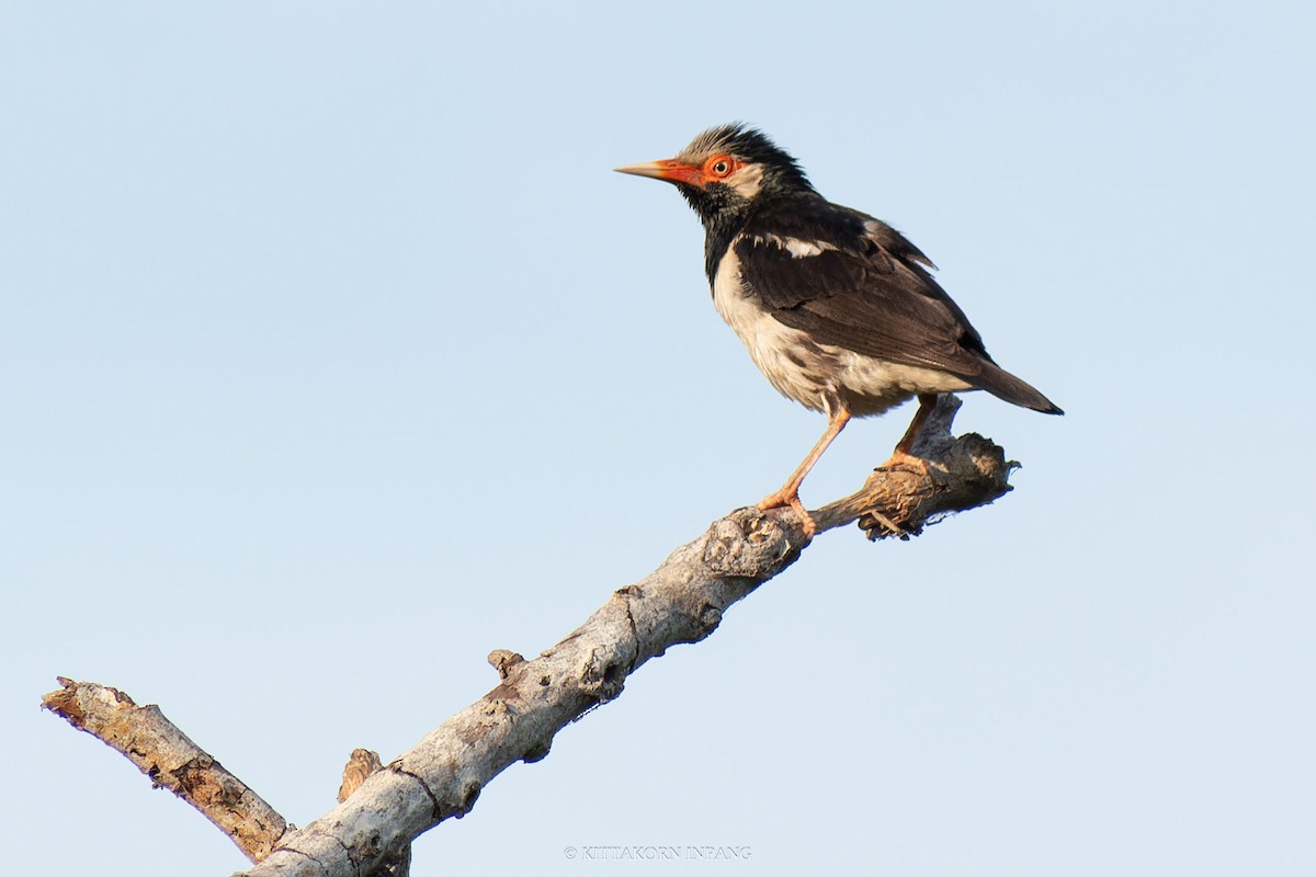 Siamese Pied Starling - ML618866707