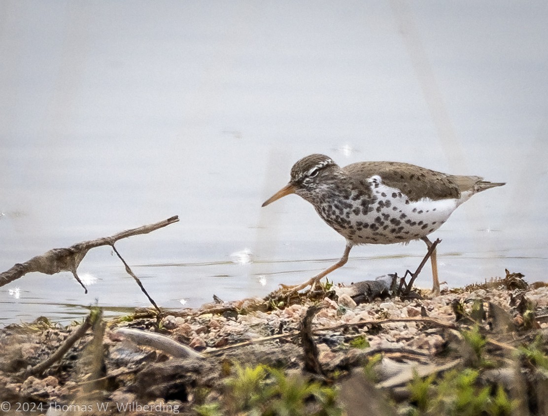 Spotted Sandpiper - ML618866713