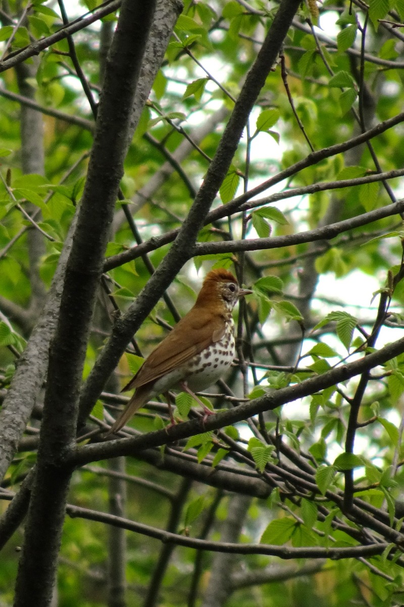 Wood Thrush - Faelle Harvey