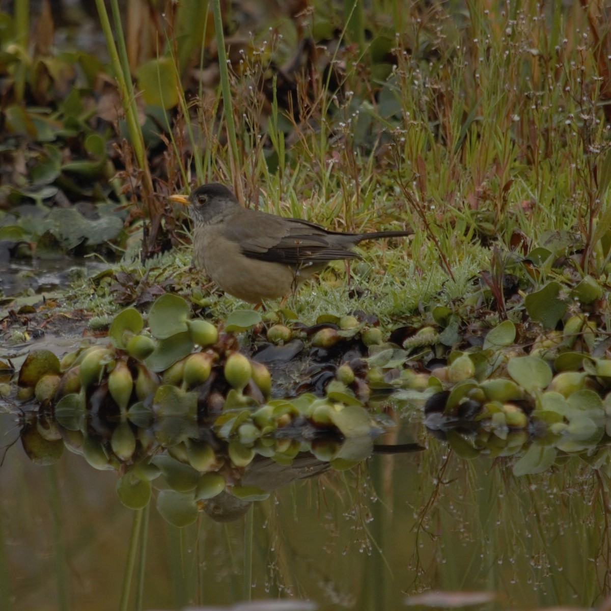 Austral Thrush - Gabriel Sandon