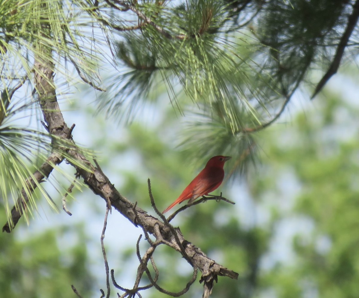 Summer Tanager - Sandy Flokstra