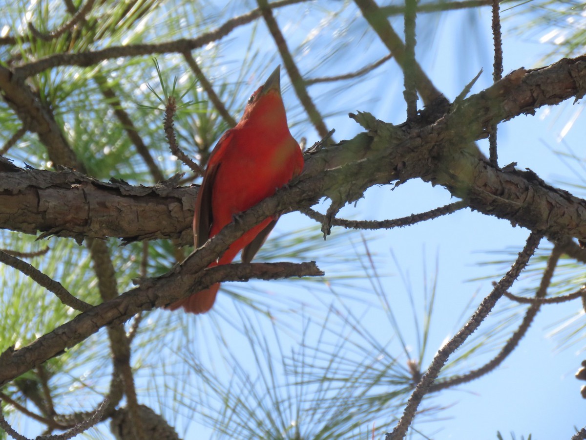 Summer Tanager - Sandy Flokstra