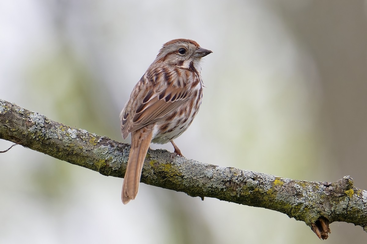 Song Sparrow - David Le