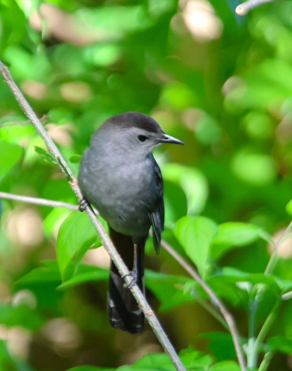 Gray Catbird - Alan Shapiro