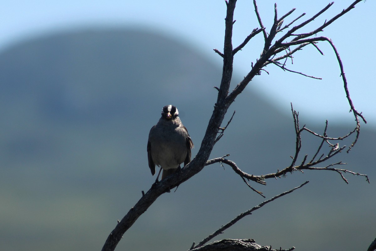 White-crowned Sparrow - Jane Thomas