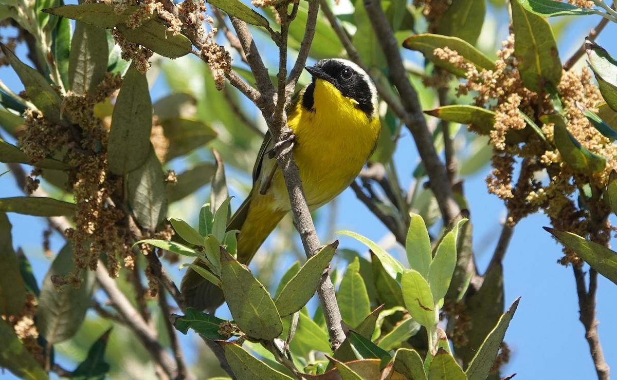 Common Yellowthroat - TK Birder