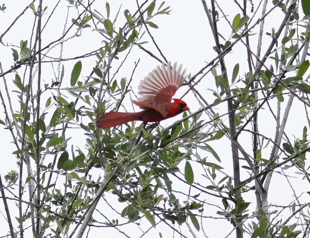 Northern Cardinal - Margaret Brown