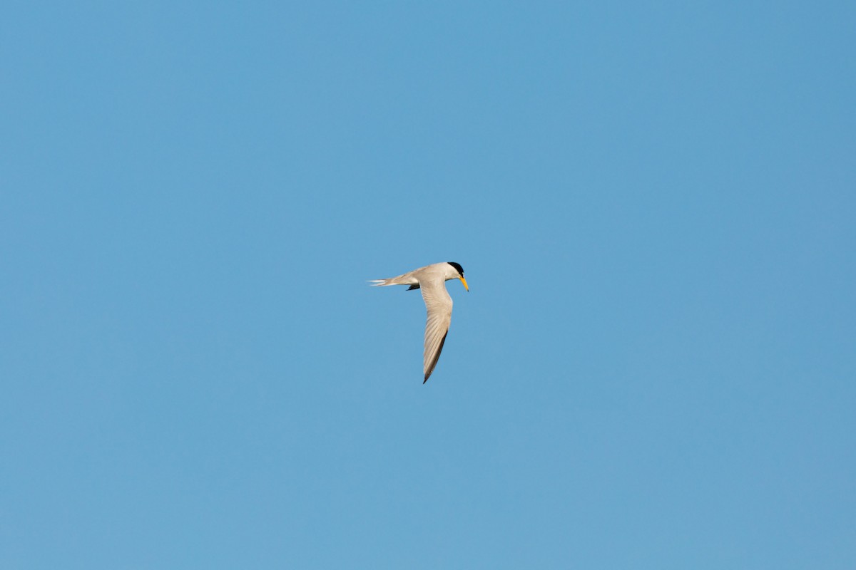 Least Tern - William Clark