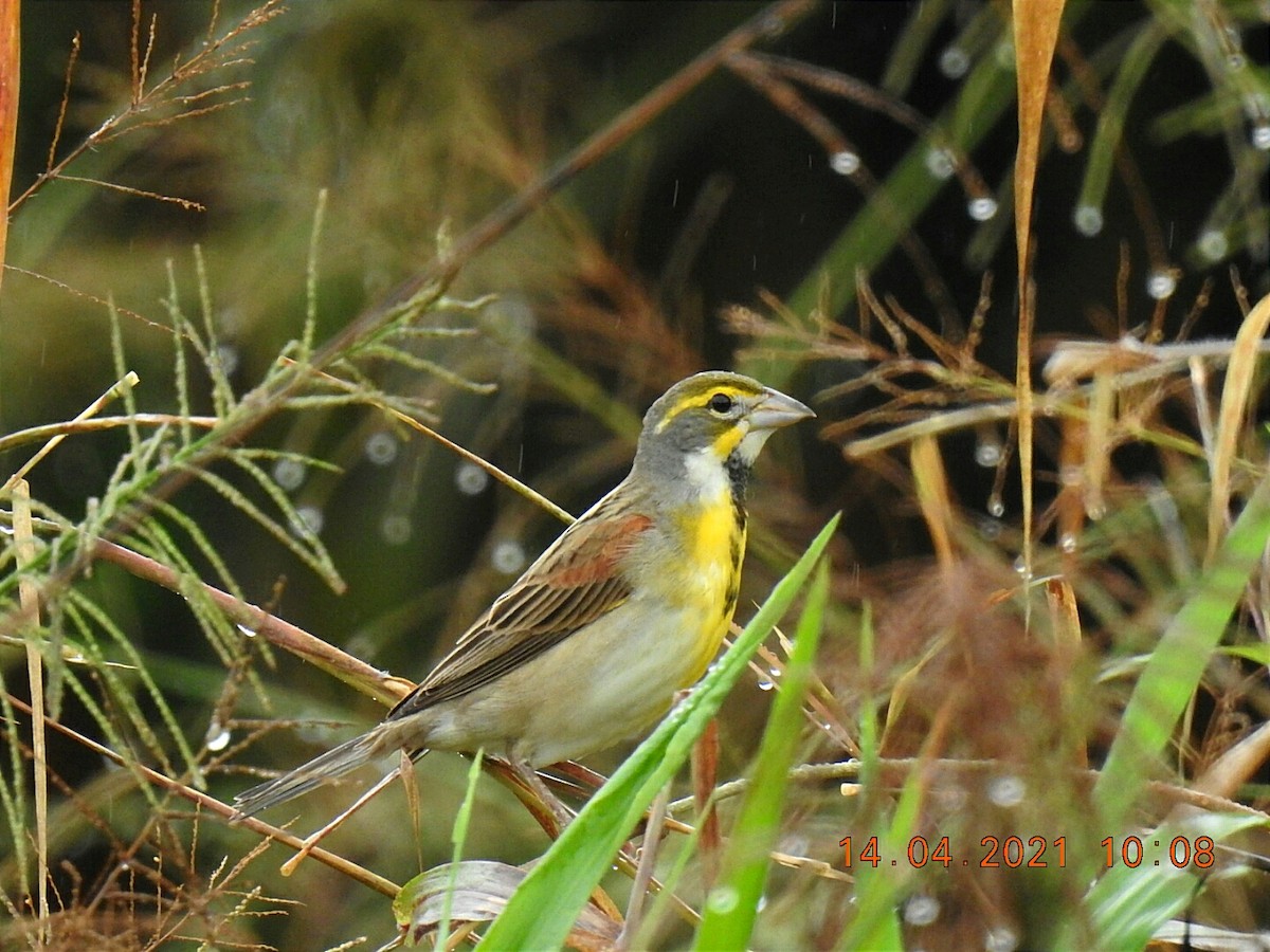 Dickcissel - Ignacio Moya Vargas