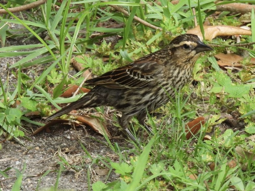 Red-winged Blackbird - Kathy Pourciau