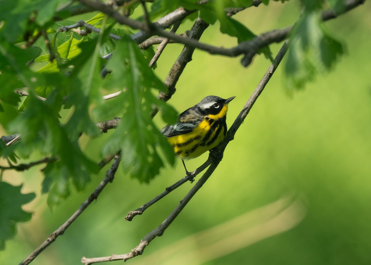 Magnolia Warbler - Reiügi ß