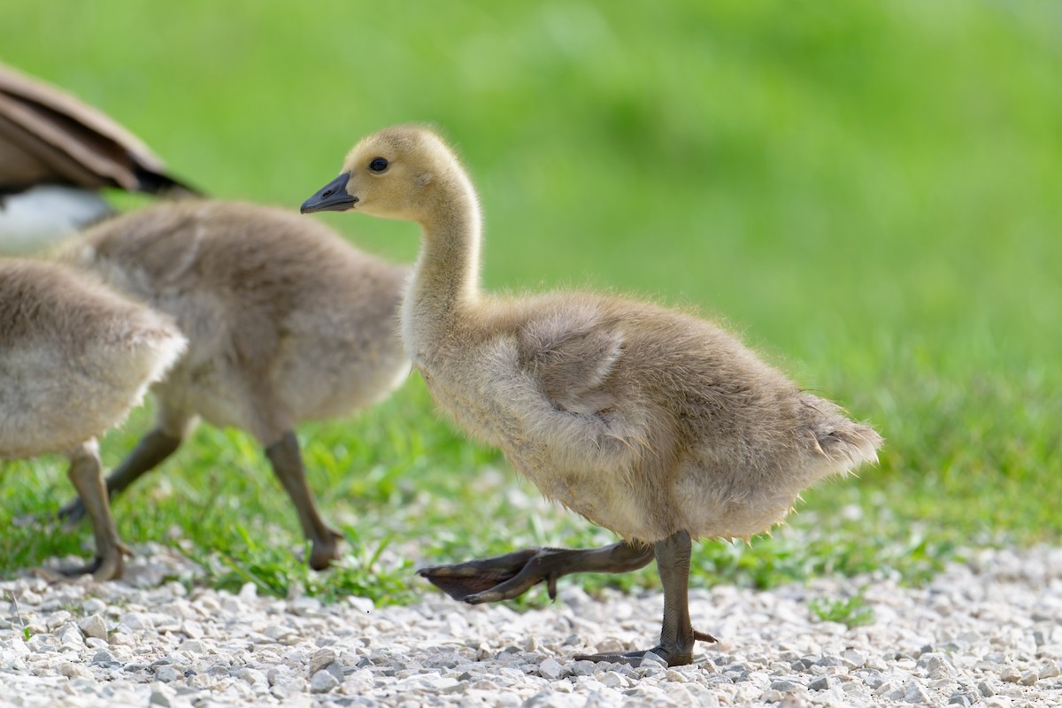 Canada Goose - ML618866792