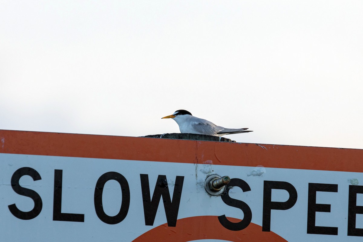 Least Tern - William Clark