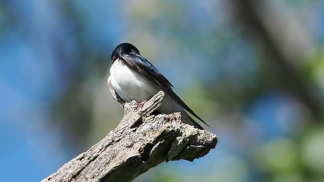 Golondrina Bicolor - ML618866798