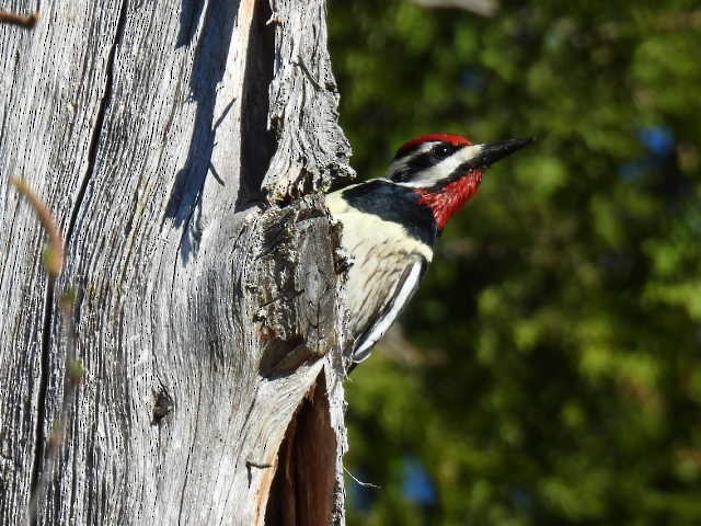 Yellow-bellied Sapsucker - Joseph McGill