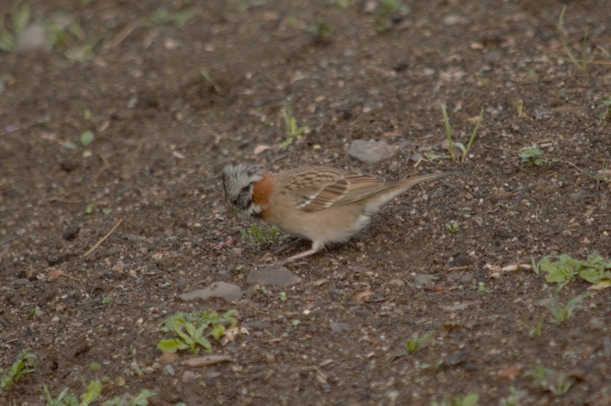 Rufous-collared Sparrow - Gabriel Sandon