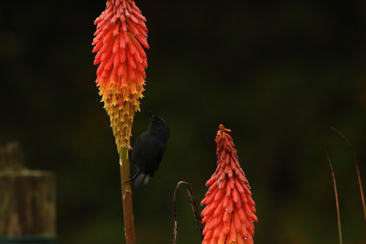 White-sided Flowerpiercer - Juan Esteban Albán