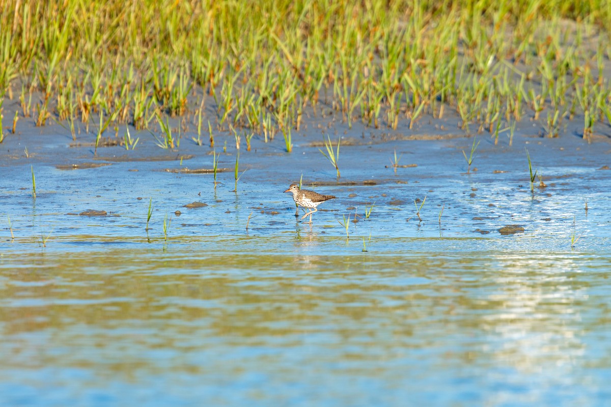 Spotted Sandpiper - William Clark