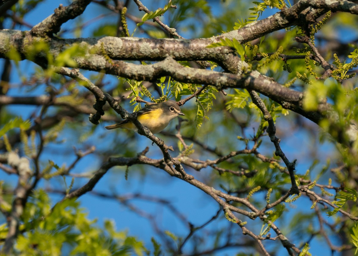 Blue-headed Vireo - Reiügi ß